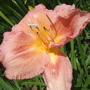 Hemerocallis Franck Gladney - Emerocallide