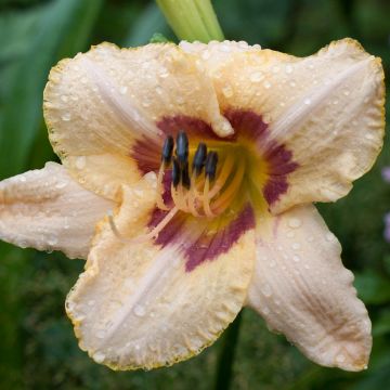 Hemerocallis Gay Cravat - Emerocallide