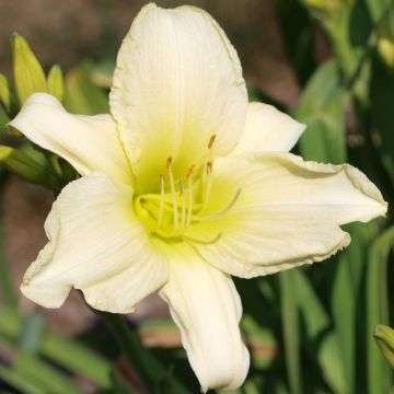Hemerocallis Icily Light - Emerocallide Hemerocallis Icily Light - Emerocallide