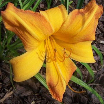 Hemerocallis Invictus - Emerocallide Hemerocallis Invictus - Emerocallide