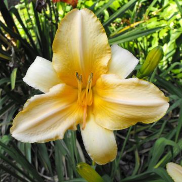 Hemerocallis Ivory Marble - Emerocallide Hemerocallis Ivory Marble - Emerocallide