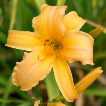 Hemerocallis Judge Orr - Emerocallide Hemerocallis Judge Orr - Emerocallide
