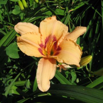 Hemerocallis Lynn Hall - Emerocallide Hemerocallis Lynn Hall - Emerocallide