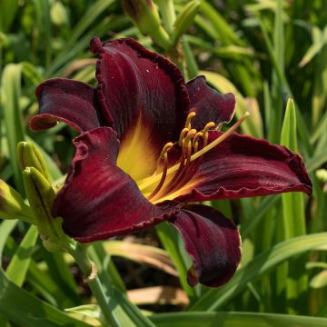 Hemerocallis Midnight Magic - Emerocallide Hemerocallis Midnight Magic - Emerocallide