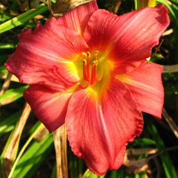 Hemerocallis New Note - Emerocallide Hemerocallis New Note - Emerocallide