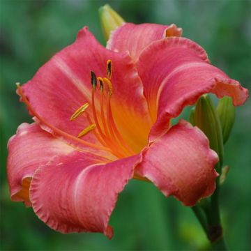 Hemerocallis Persian Market - Emerocallide Hemerocallis Persian Market - Emerocallide
