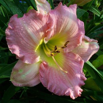 Hemerocallis Pink Flirt - Emerocallide Hemerocallis Pink Flirt - Emerocallide