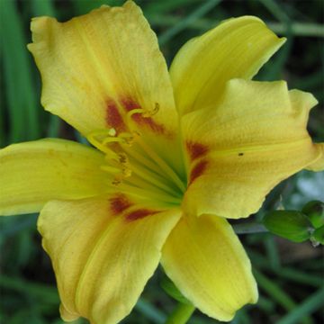 Hemerocallis Pinocchio - Emerocallide Hemerocallis Pinocchio - Emerocallide