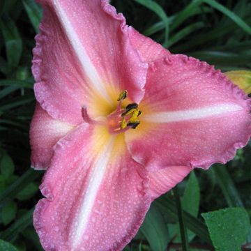 Hemerocallis Royal Flair - Emerocallide Hemerocallis Royal Flair - Emerocallide