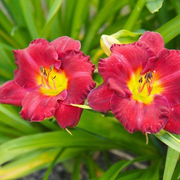 Hemerocallis Study in Scarlet - Emerocallide Hemerocallis Study in Scarlet - Emerocallide