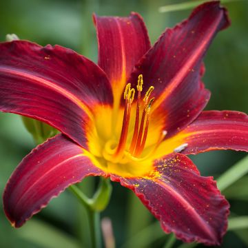 Hemerocallis Sweet Hot Chocolate - Emerocallide Hemerocallis Sweet Hot Chocolate - Emerocallide