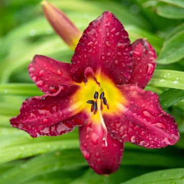 Hemerocallis Vintage Bordeaux - Emerocallide Hemerocallis Vintage Bordeaux - Emerocallide