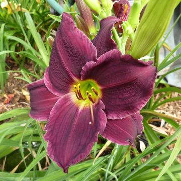 Hemerocallis Grape Velvet - Emerocallide