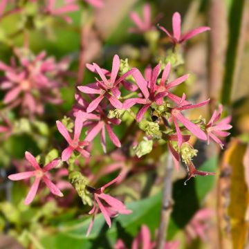 Heptacodium miconioides Tianshan Heptacodium miconioides Tianshan