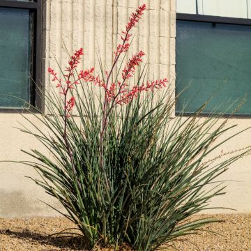 Hesperaloe parviflora Arizona Sunrise - Yucca rossa