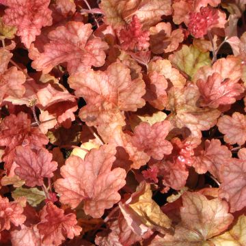 Heucherella Copper Cascade Heucherella Copper Cascade