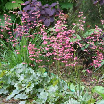 Heucherella tiarelloides