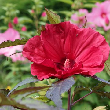 Hibiscus moscheutos Midnight Marvel - Ibisco palustre
