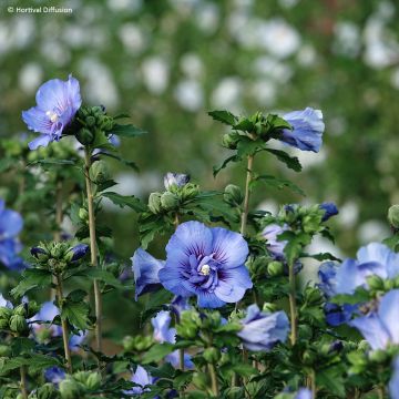 Hibiscus syriacus Beautifull Cobalt - Ibisco Hibiscus syriacus Beautifull Cobalt - Ibisco