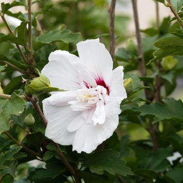Hibiscus syriacus China Chiffon - Ibisco Hibiscus syriacus China Chiffon - Ibisco