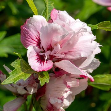 Hibiscus syriacus Lady Stanley - Ibisco