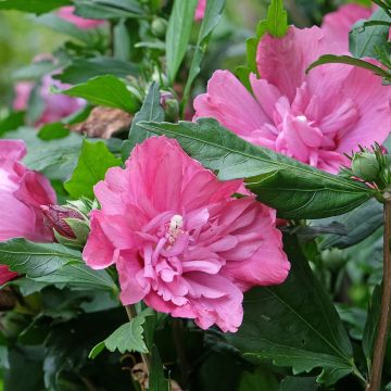 Hibiscus syriacus Magenta Chiffon - Ibisco Hibiscus syriacus Magenta Chiffon - Ibisco