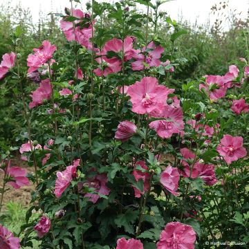 Hibiscus syriacus Pompei - Ibisco