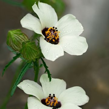 Hibiscus trionum - Ibisco vescicoso