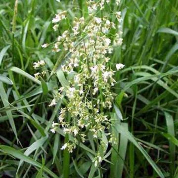 Hierochloe odorata - Erba del bisonte