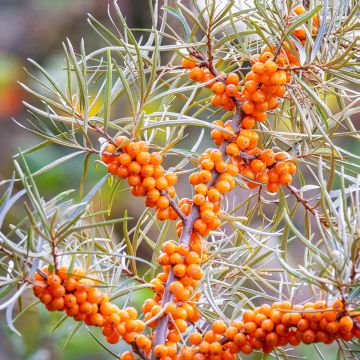 Graines d'Argousier - Hippophae rhamnoides