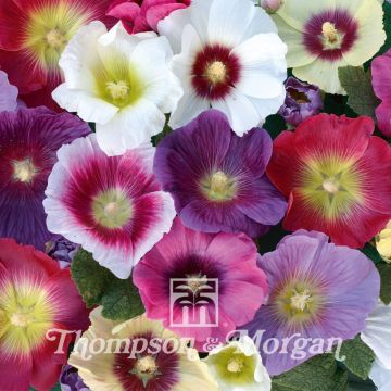Alcea rosea Halo Mix - Malvarosa