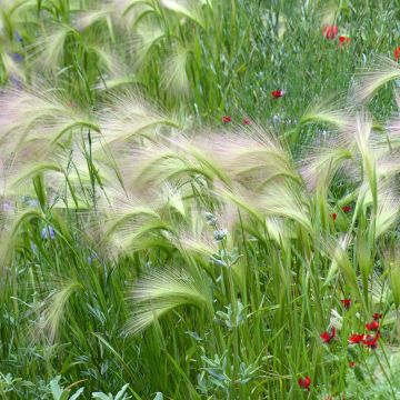 Hordeum jubatum (semi) - Orzo a criniera
