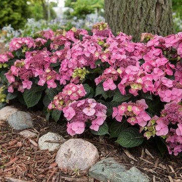 Hydrangea macrophylla Endless Summer Pop Star - Ortensia Hydrangea macrophylla Endless Summer Pop Star - Ortensia