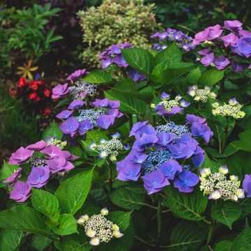 Hydrangea macrophylla Blaumeise - Ortensia