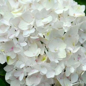 Hydrangea macrophylla Endless Summer The Bride - Ortensia