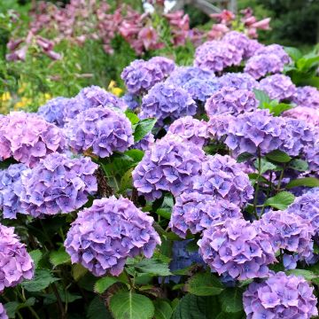 Hydrangea macrophylla Hambourg - Ortensia
