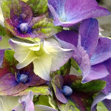 Hydrangea macrophylla Lady Mata Hari - Ortensia