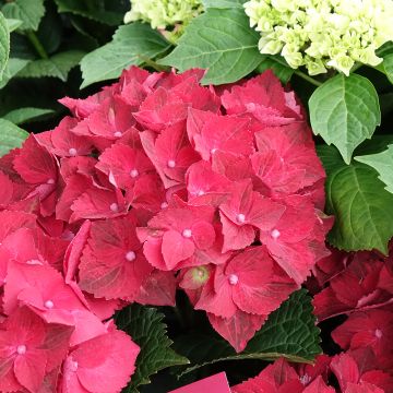 Hydrangea macrophylla Magical Ruby Tuesday - Ortensia