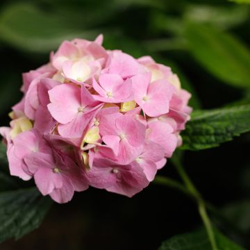 Hydrangea macrophylla Teller Messalina - Ortensia