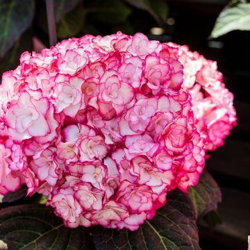 Hydrangea macrophylla Miss Saori - Ortensia