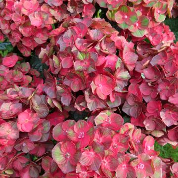 Hydrangea macrophylla Rebellion Choco Love - Ortensia