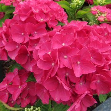 Hydrangea macrophylla Rebellion Dark Pink Love - Ortensia