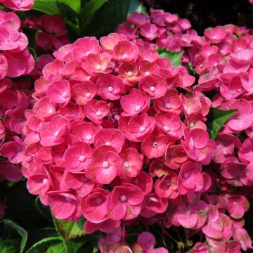 Hydrangea macrophylla Rebellion Ferrari Love - Ortensia