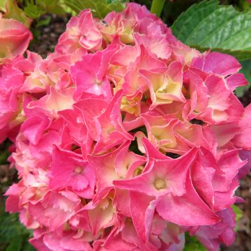 Hydrangea macrophylla Rebellion Pink Love - Ortensia