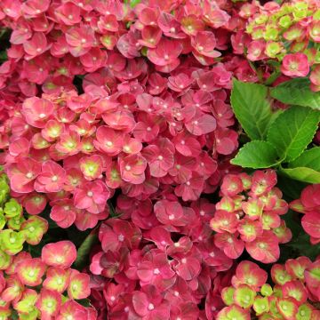 Hydrangea macrophylla Rebellion Pistachio Love - Ortensia