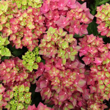 Hydrangea macrophylla Rebellion Red Love - Ortensia