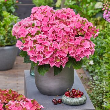 Hydrangea macrophylla Rembrandt Antico Fresco - Ortensia
