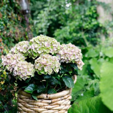 Hydrangea macrophylla Rembrandt Bella Pesche - Ortensia