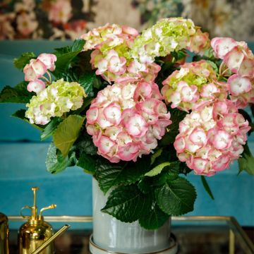 Hydrangea macrophylla Rembrandt Dolce Chic - Ortensia