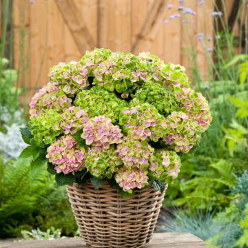 Hydrangea macrophylla Rembrandt Vibrant Verde - Ortensia